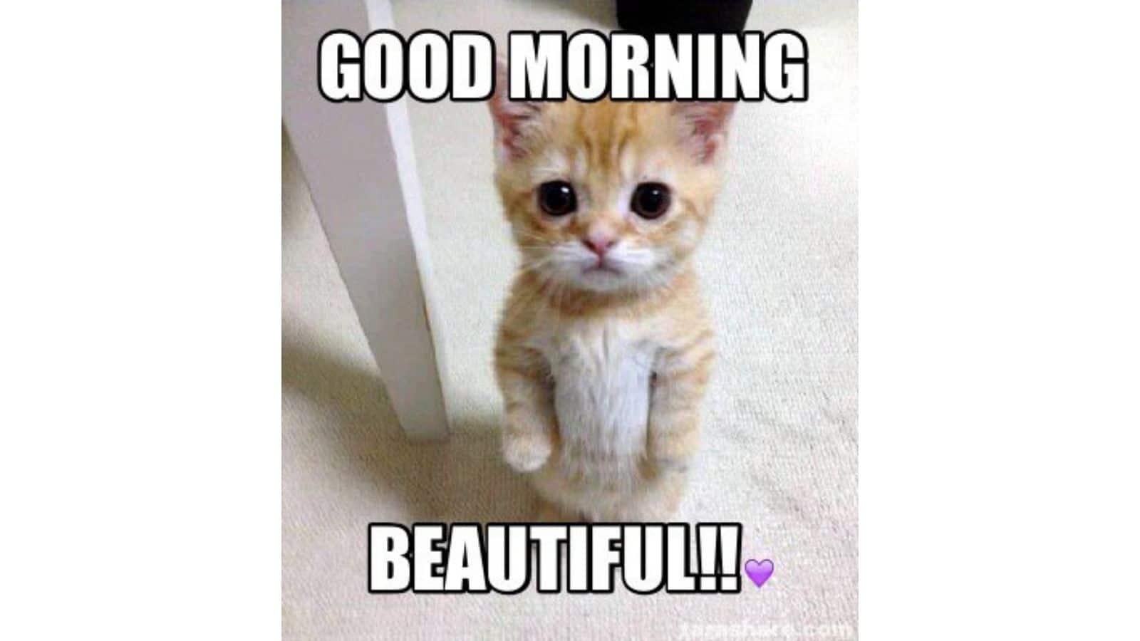 Funny cat meme for good morning