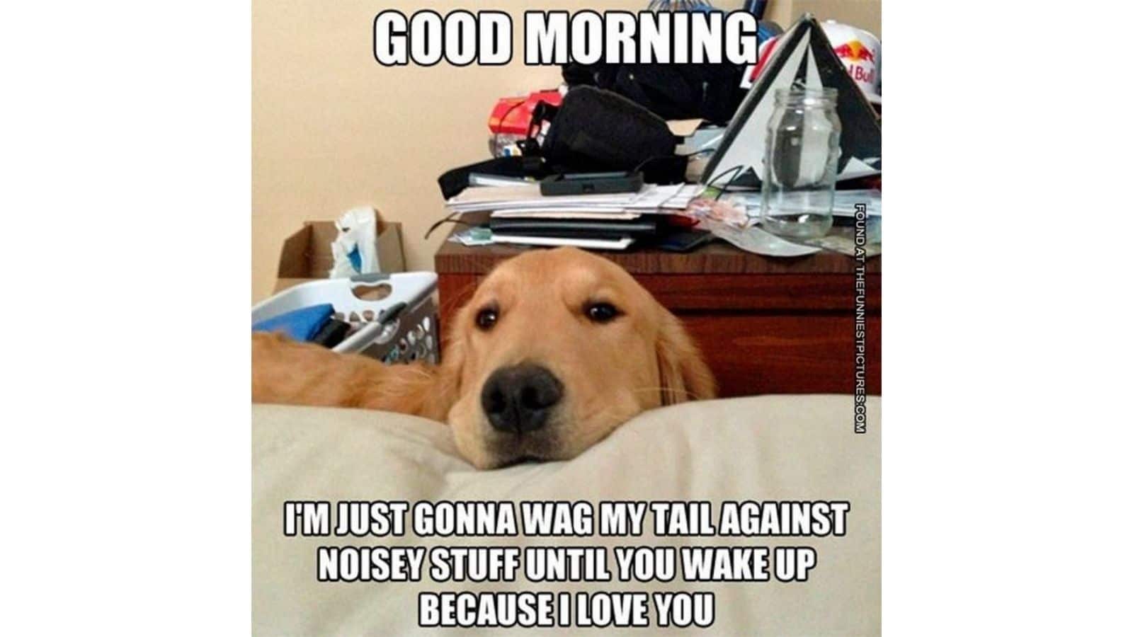 Grumpy dog morning meme