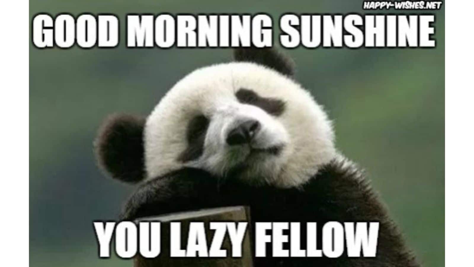 Panda morning meme