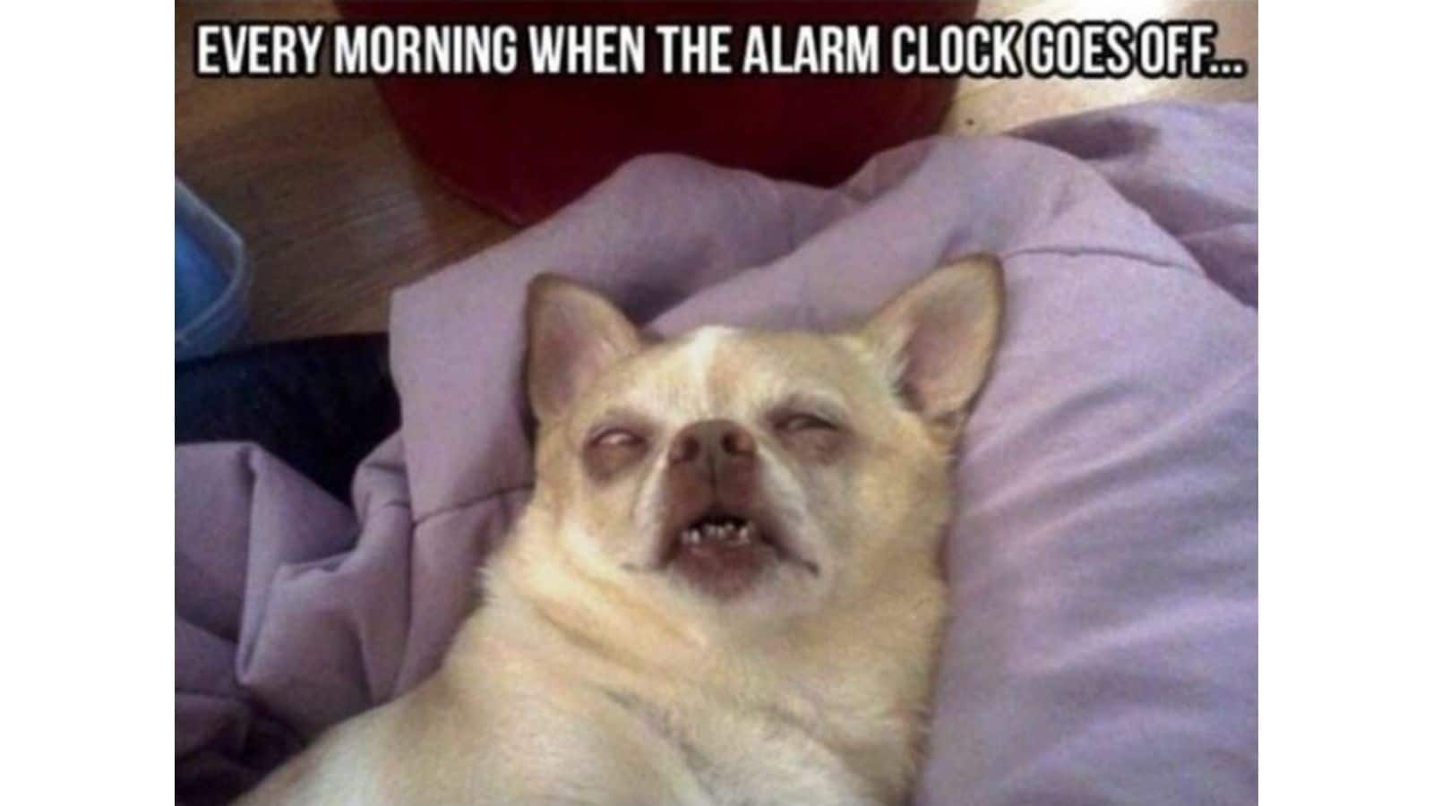 Alarm clock meme